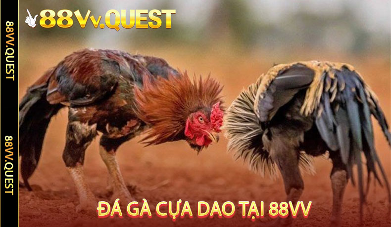 Đá gà cựa dao